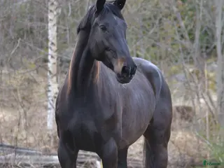 hästar Fint avelsto - Annons 1