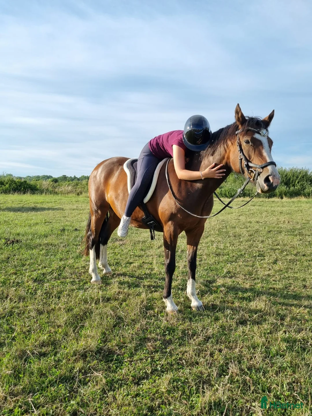 Allround hästar till salu: Avelsto/hobby ponny - Annons 2