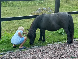 foderhäst Shettis sto uthyres i sommar - Annons 8