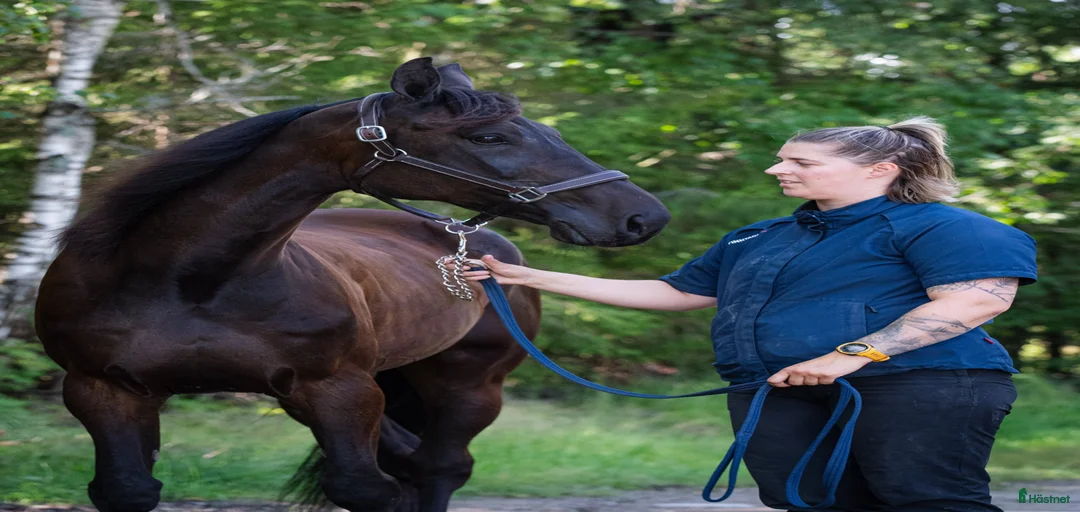 Galleribild {{count}}