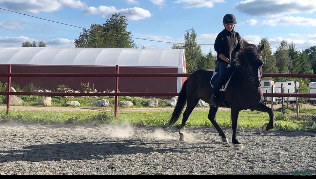 Island hästar till salu: Talangfull valack  i Hästveda - Annons 5