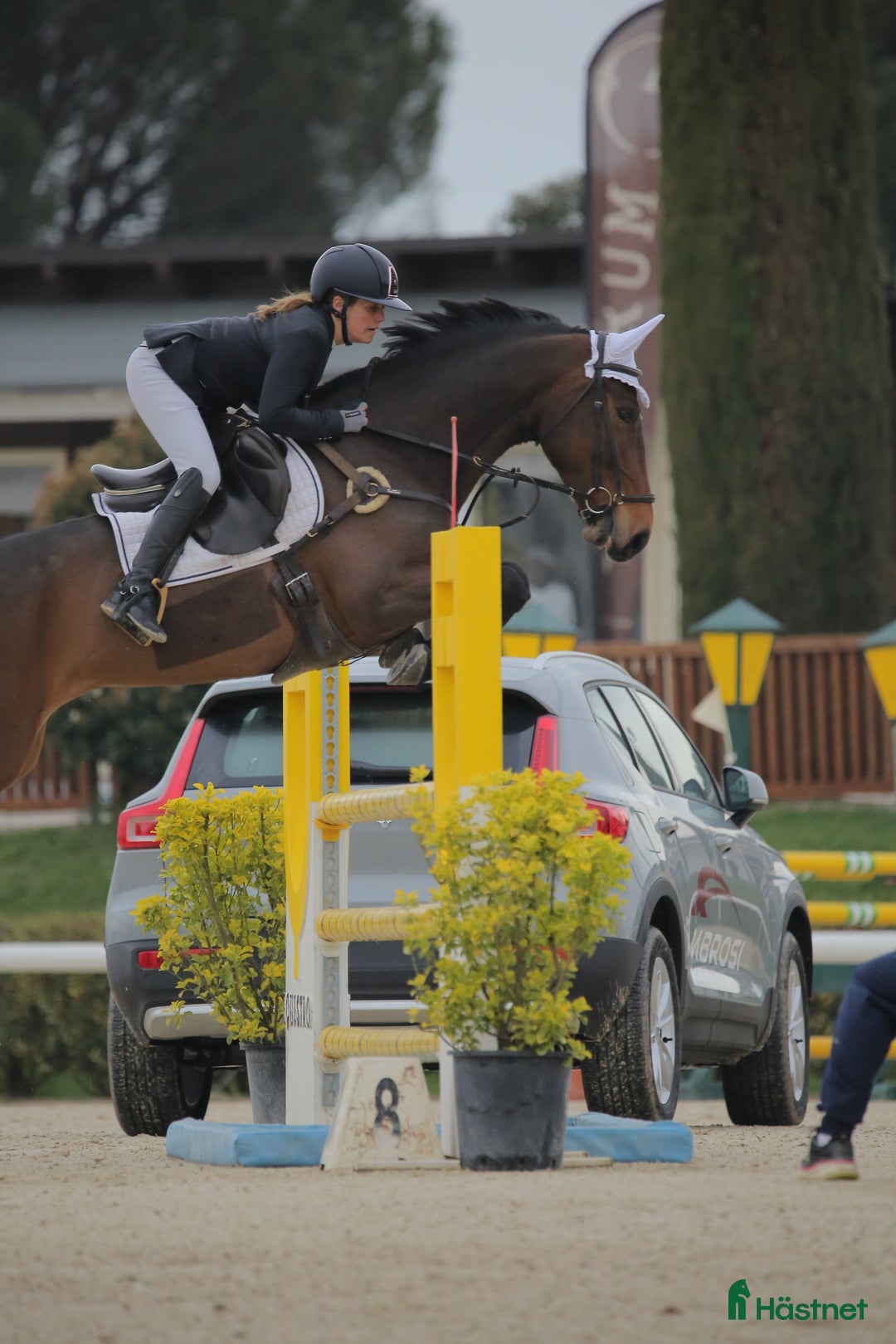 Hoppning hästar till salu: 2019 sto e. Million Dollar/For pleasure/Carthago i Norrköping - Annons 3