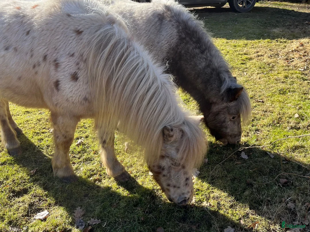 Övrigt hästar till salu: Miniatyr knabstrupper i Älmhult - Annons 1