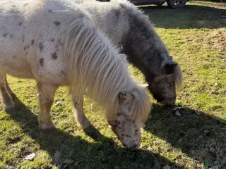 hästar Miniatyr knabstrupper - Annons 18