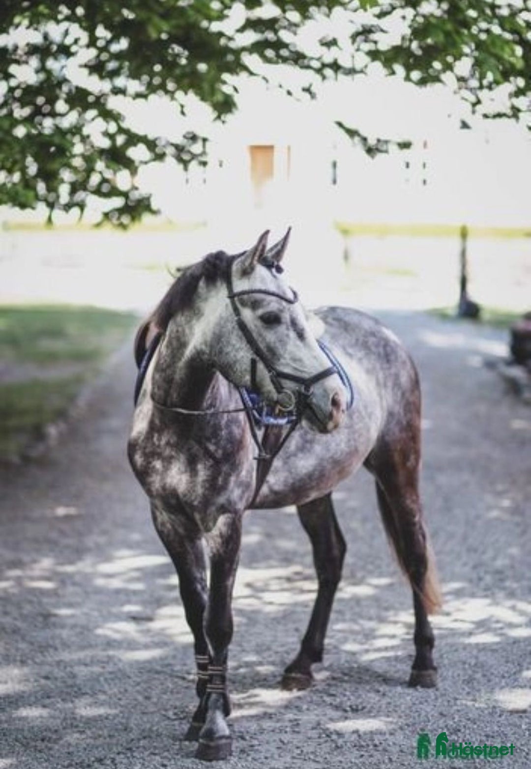 Körning hästar till salu: Vuxenponny för körning i Svartsjö - Annons 1