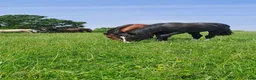  stallplats finnes: Lösdrift  - Annons 2
