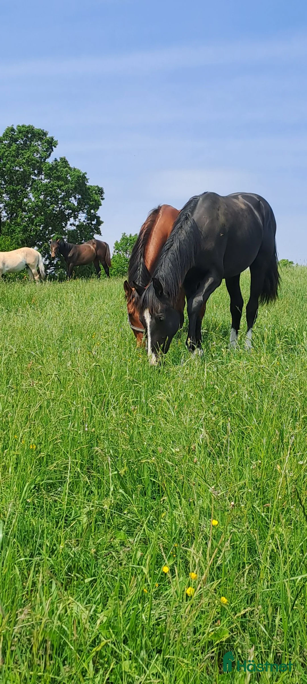  stallplats finnes: Lösdrift  - Annons 2