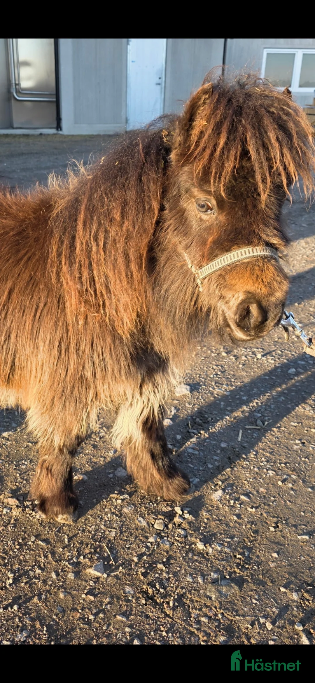 Allround hästar till salu: Liten mini shettis , Billig transport  - Annons 1
