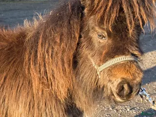hästar Liten mini shettis , Billig transport - Annons 18