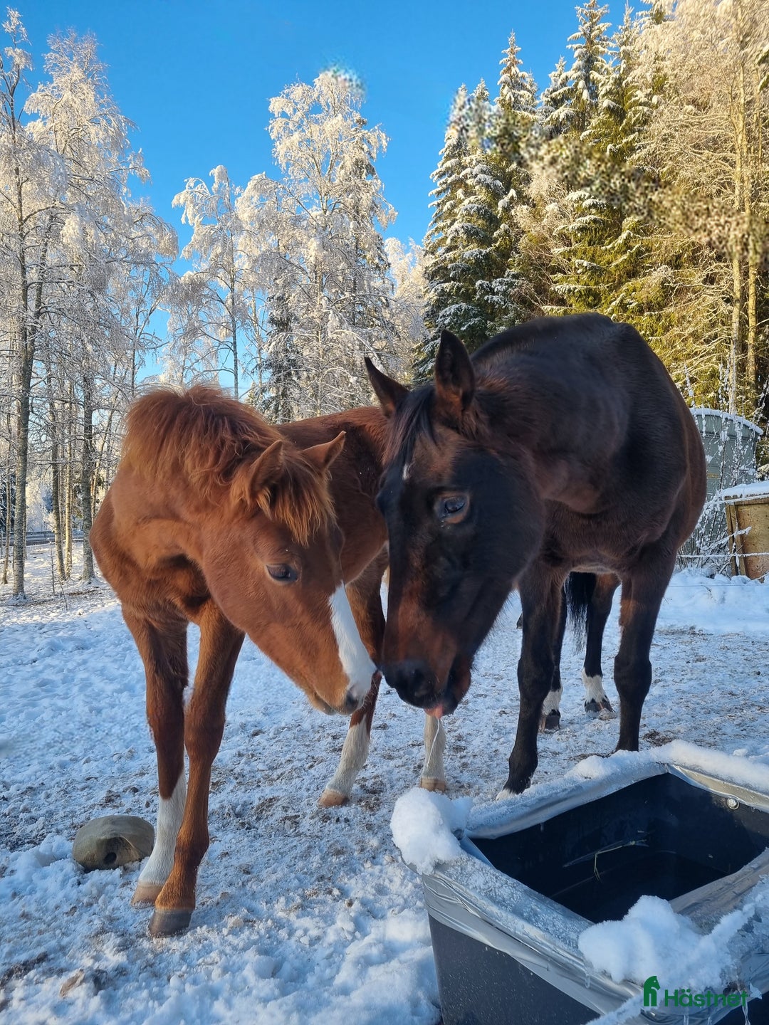 Dressyr hästar till salu: Supertrevligt sto e.Zafferano  i Ludvika - Bild 9