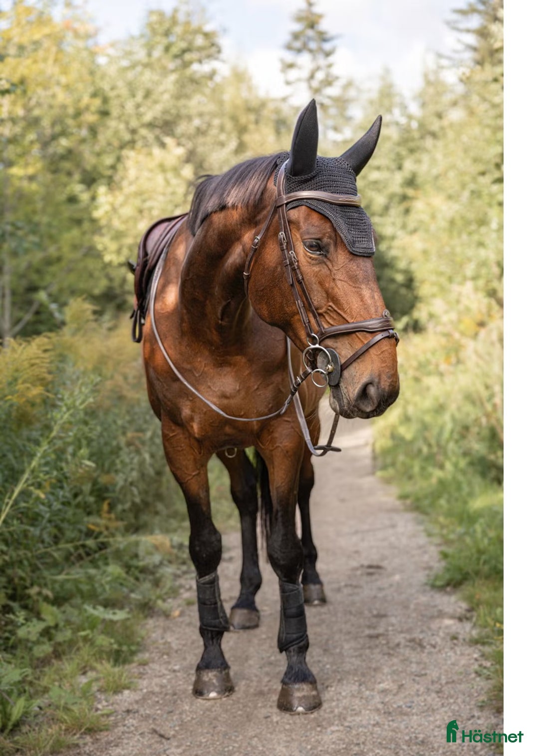 Hoppning hästar till salu: Snill spranghest med stor kapasitet i Nittedal - Annons 7