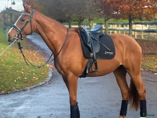 hästar Talentfull 3 år gammel sto i Drammen - Annons 22