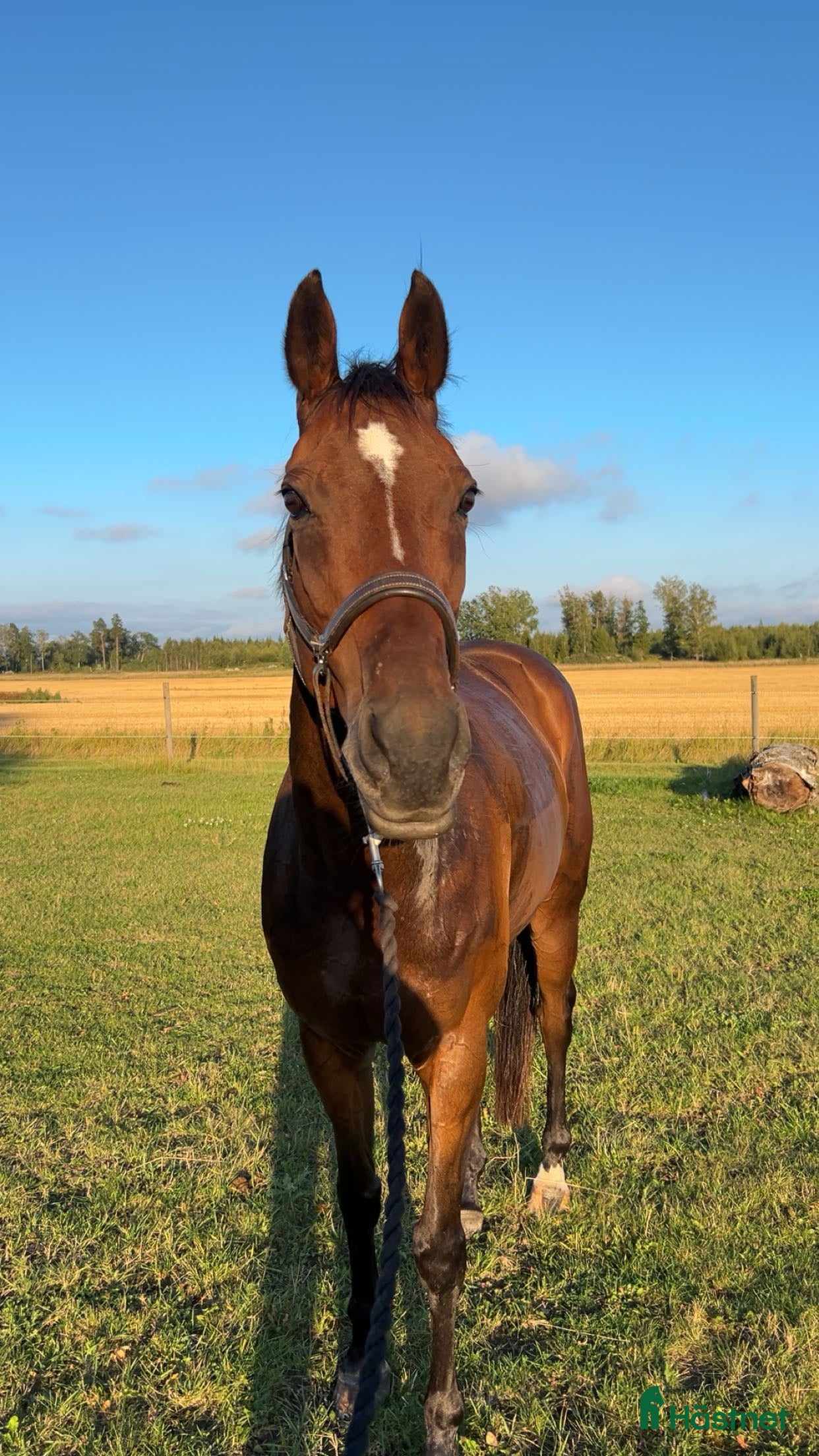  medryttarhäst finnes: Medryttare till 3 hästar sökes i Enköping  i Enköping - Annons 1
