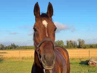 medryttarhäst finnes: Medryttare till 3 hästar sökes i Enköping i Enköping - Annons 20