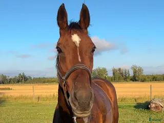 medryttarhäst finnes: Medryttare till 3 hästar sökes i Enköping i Enköping - Annons 1