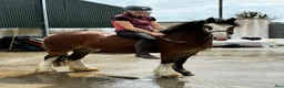 Allround hästar till salu: Irish riding ponies  - Annons 19