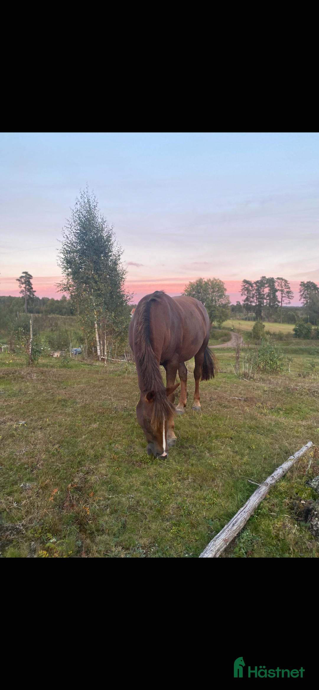 Övrigt hästar till salu: Vackert sto för promenadridning, avel, sällskap i Aneby - Annons 4