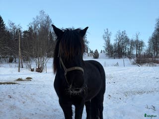 foderhäst Kallblodtrsvarsto söker fodervärd/unghästutbildare i Leksand - Annons 7