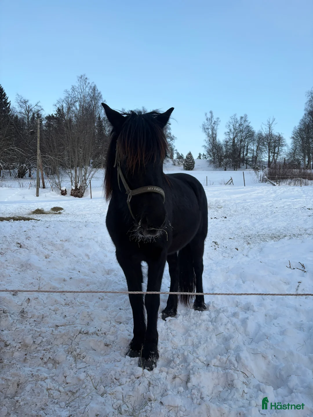  foderhäst finnes: Kallblodtrsvarsto söker fodervärd/unghästutbildare i Leksand - Annons 1