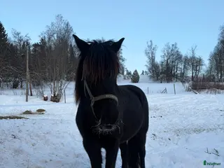 foderhäst Kallblodtrsvarsto söker fodervärd/unghästutbildare i Leksand - Annons 14