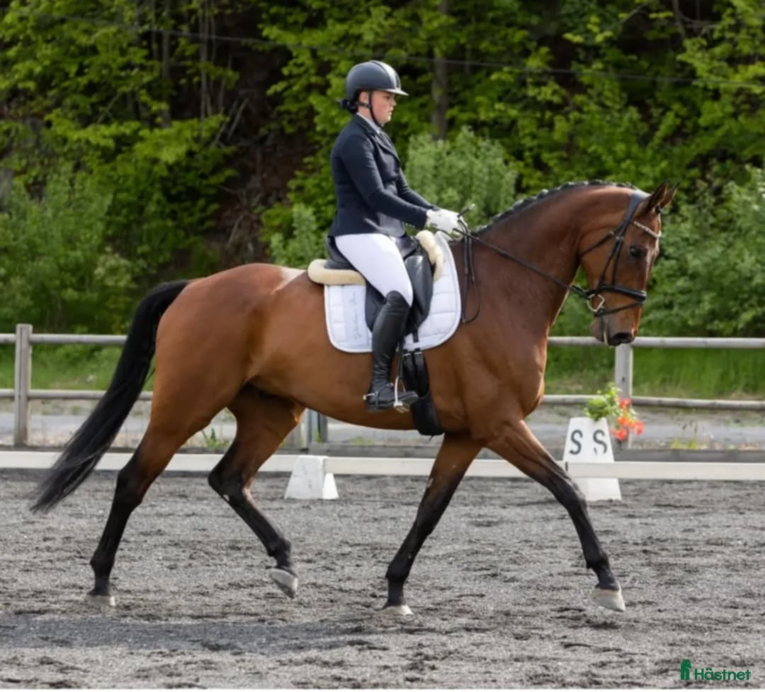 Dressyr hästar till salu: Høyreist dressurhest (Inter 1) i Halden - Annons 7