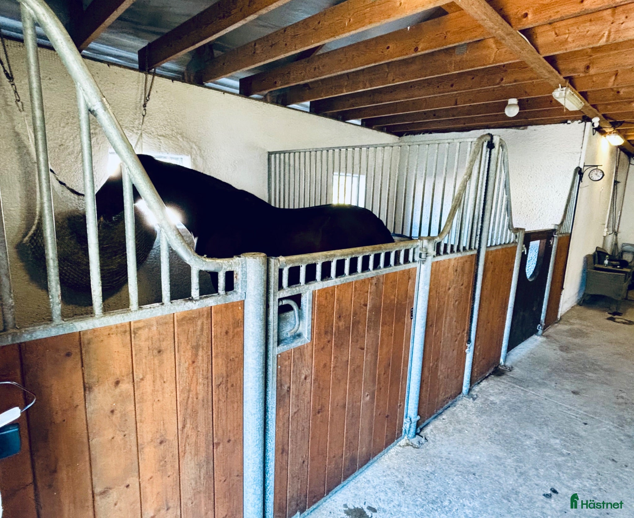  stallplats Konvalescent /helinackordering/ bete på mager mark - Annons 2