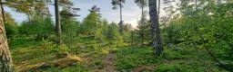 stallplats finnes: Hingstbete - Annons 4