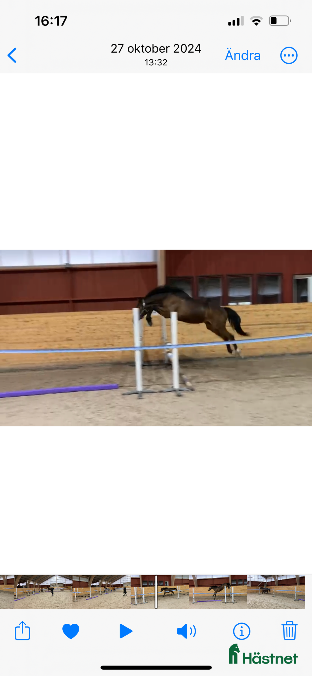 Hoppning hästar till salu: Häst för framtiden - Annons 3