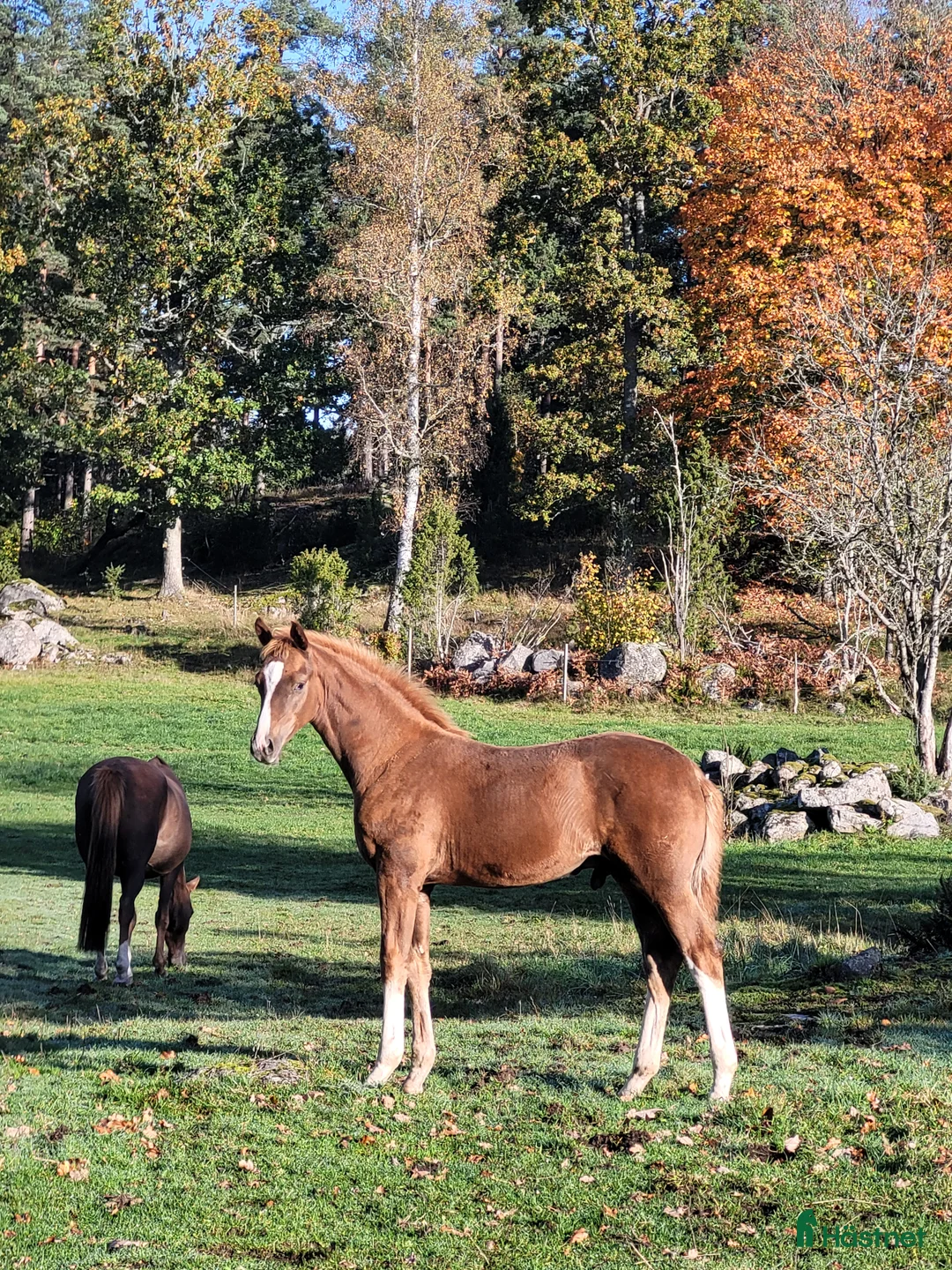 Avelshästar hästar till salu: Avelssto av mycket hög klass.  - Annons 6