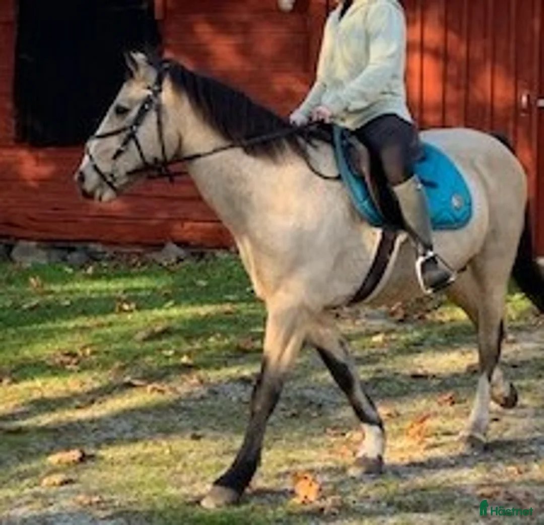 Övrigt hästar till salu: Två härliga skogsmullar - Annons 2