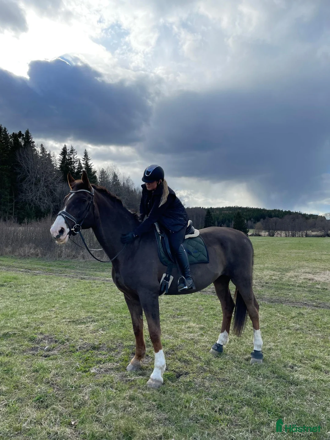 Allround hästar till salu: Läromästare i Tungelsta - Annons 1