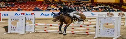 Hoppning hästar till salu: Fantastisk 4åring med kapacitet  i Varberg - Annons 2