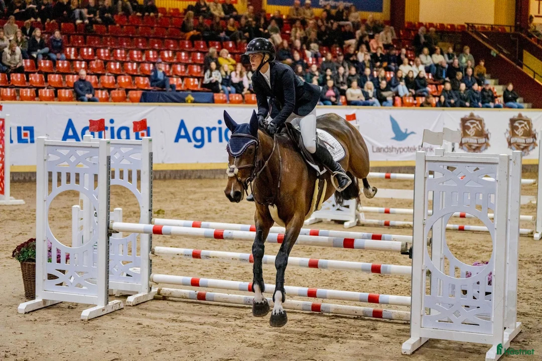 Hoppning hästar till salu: Fantastisk 4åring med kapacitet  i Varberg - Annons 2