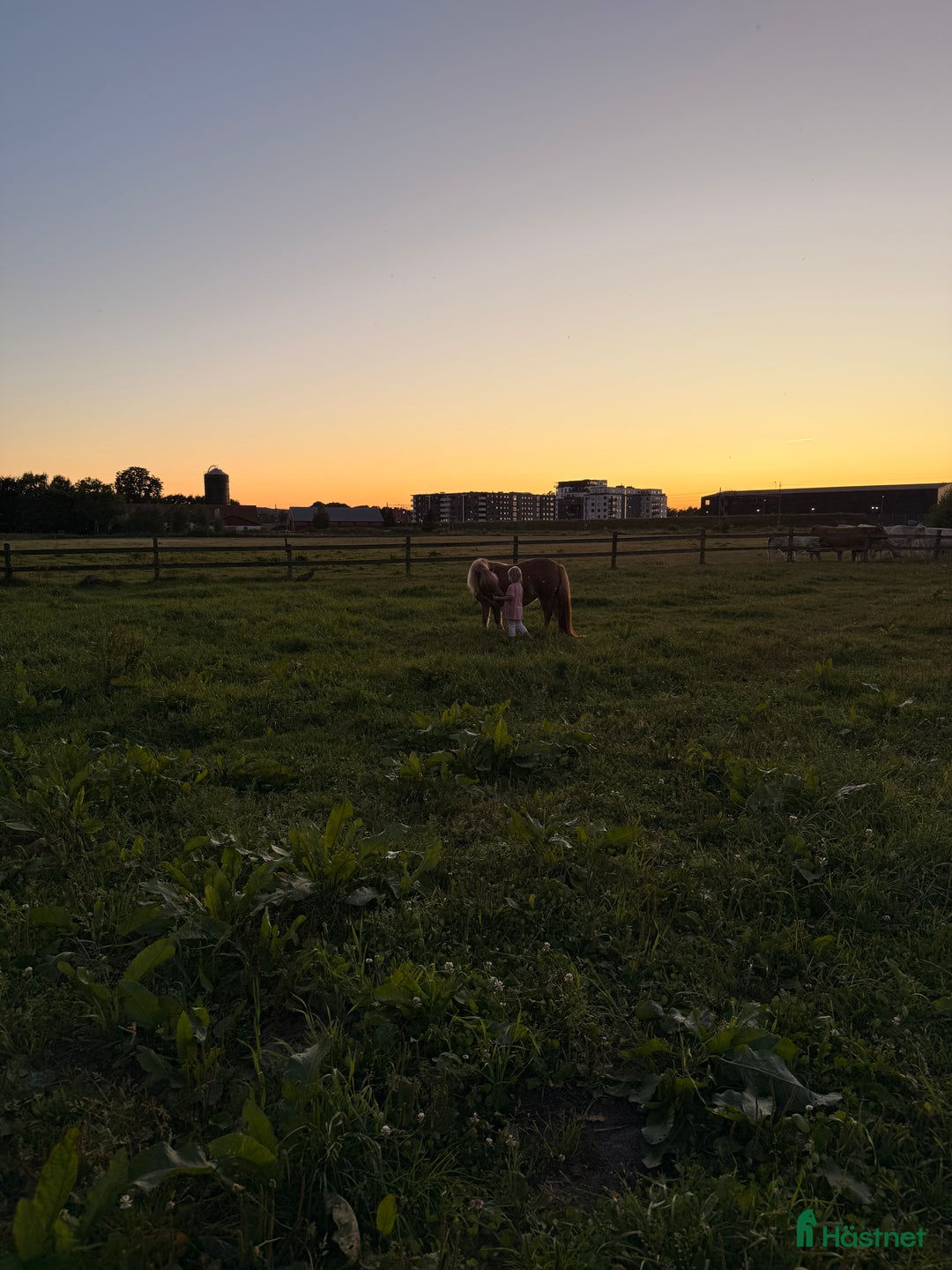 Sällskap hästar till salu: Shetlandsponny Mamma&dotter i Båstad - Annons 4