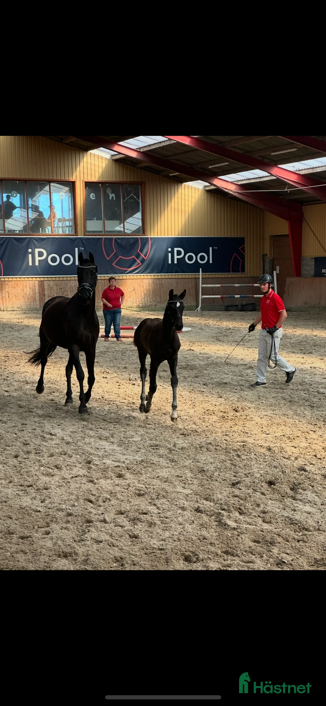 Dressyr hästar till salu: Velbygget hoppeføl med 3 gode gangarter - Annons 2