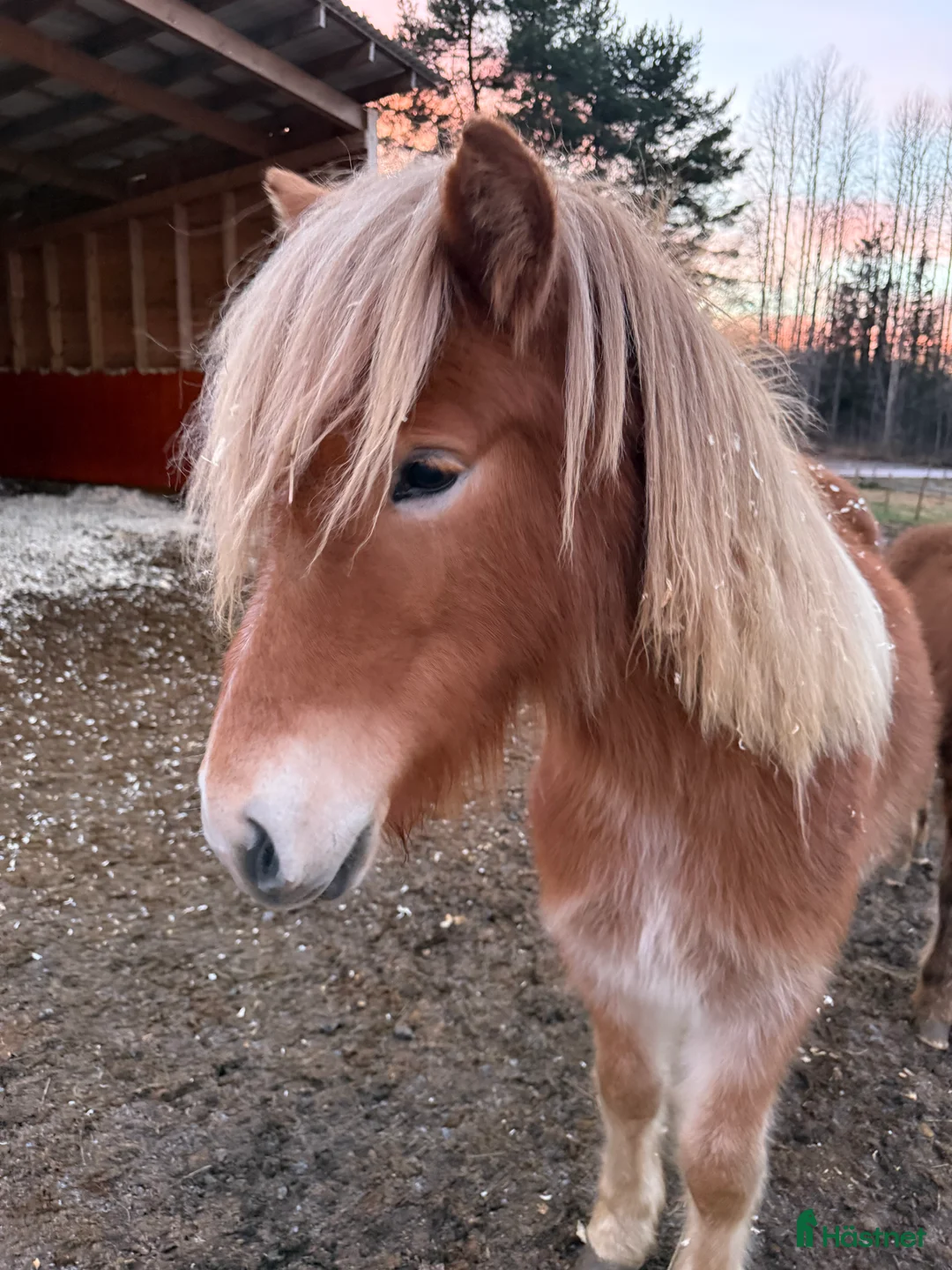 Island hästar till salu: Bedårande söt och lovande sto i Ljusdal - Annons 2