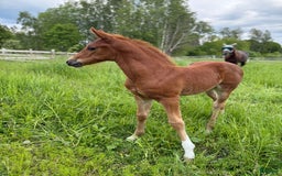 Dressyr hästar till salu: Vackert stoföl i Runhällen - Bild 3