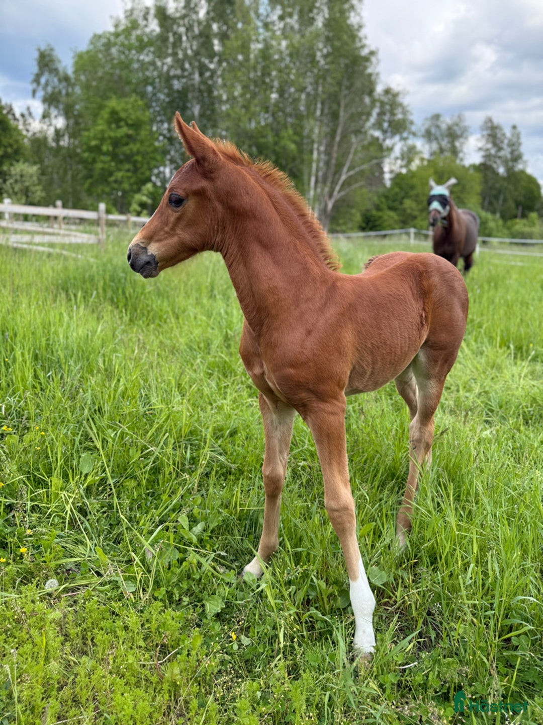 Dressyr hästar till salu: Vackert stoföl i Runhällen - Bild 3