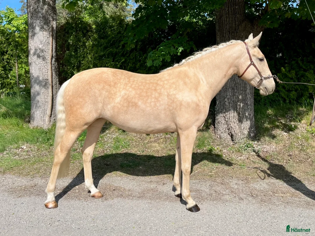 Working Equitation hästar till salu: Talangfull och sagolikt vacker - Annons 2