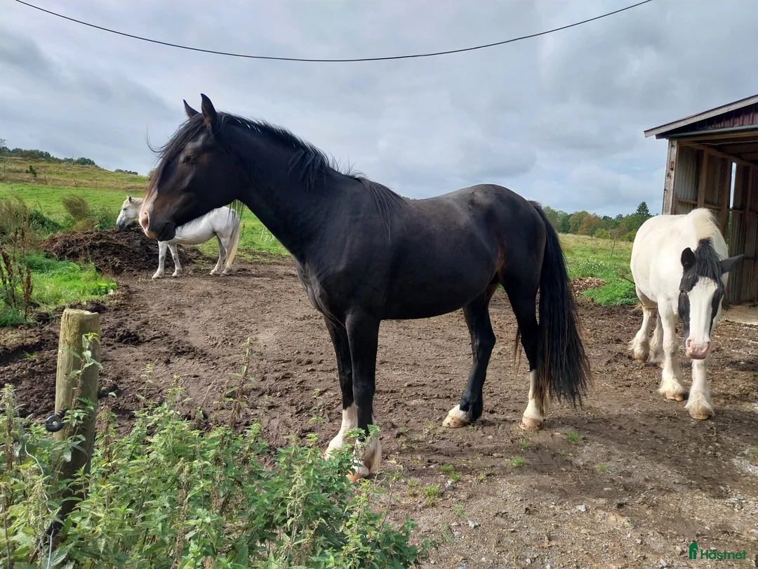 Allround hästar till salu: Vacker unghäst - Annons 3