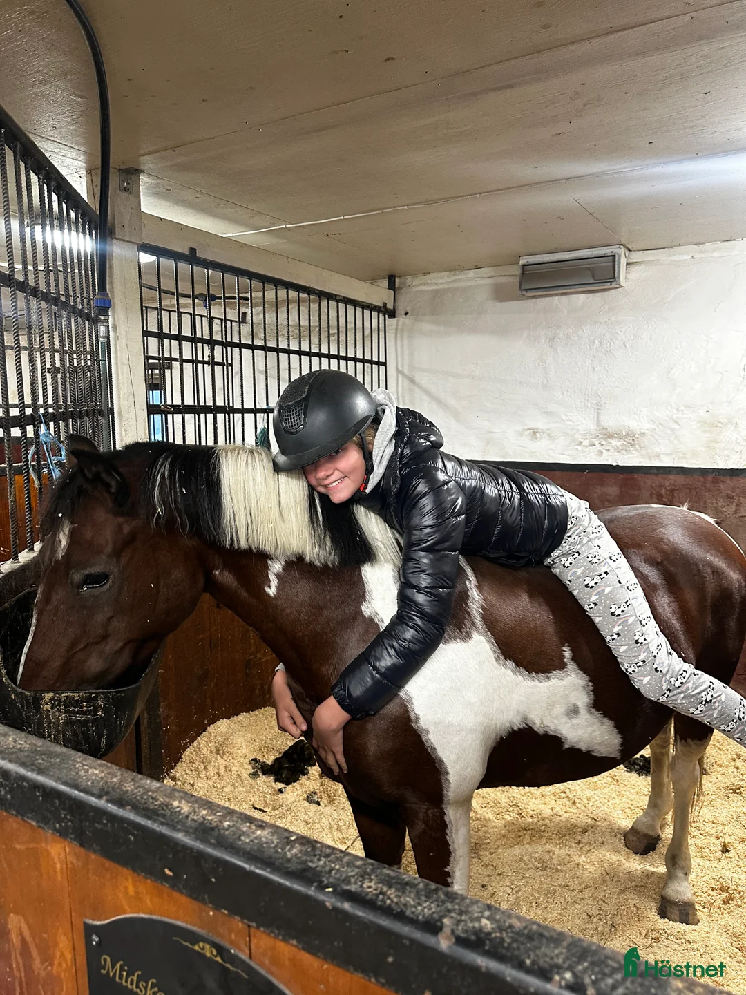 Allround hästar till salu: Vackert sto med otrolig utstrålning ✨ i Skebobruk - Annons 4