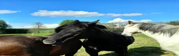  stallplats finnes: Lösdrift för valack, fullservice och fullskötsel - Annons 3