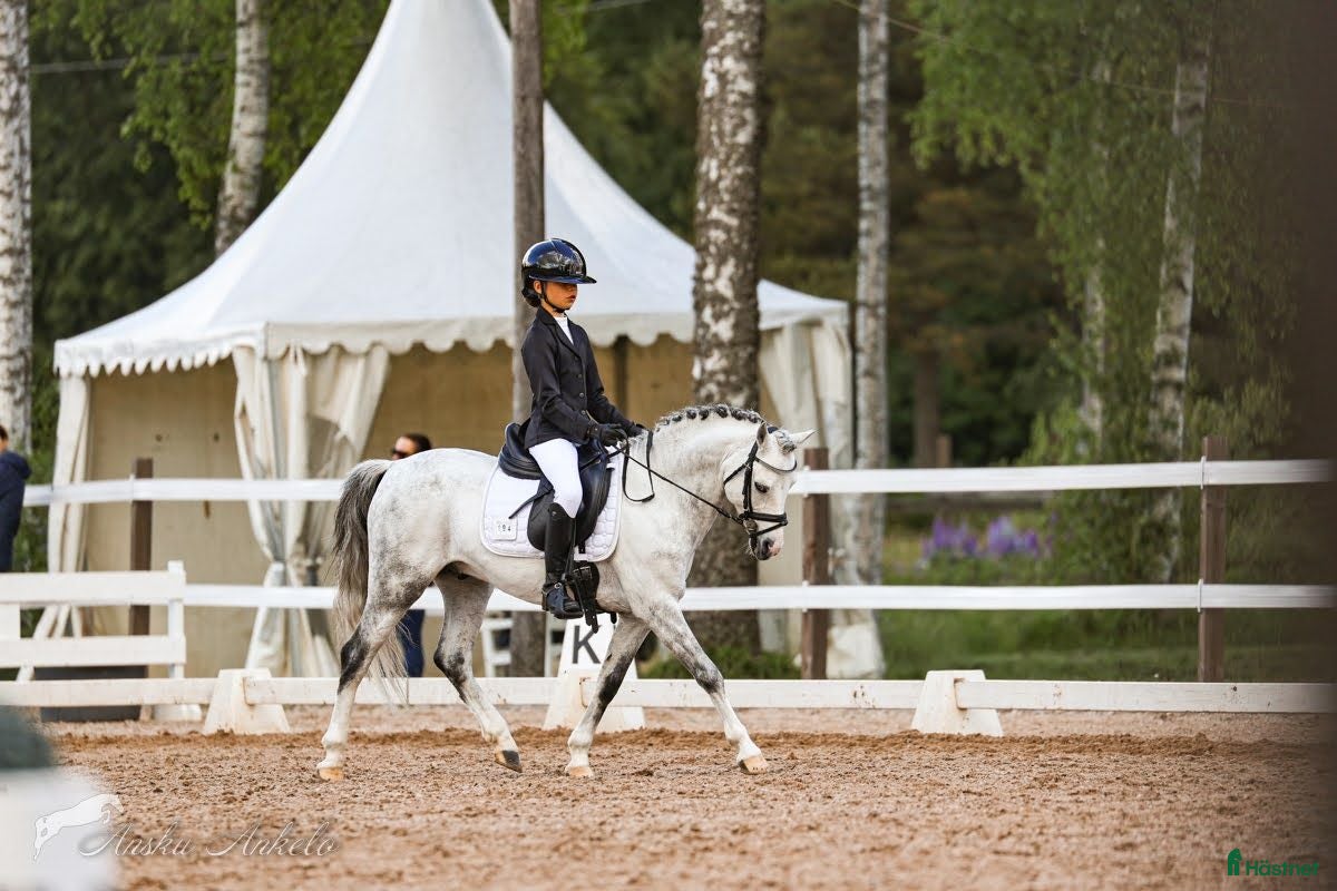  hästar Competition B-Pony 127 cm - Annons 2