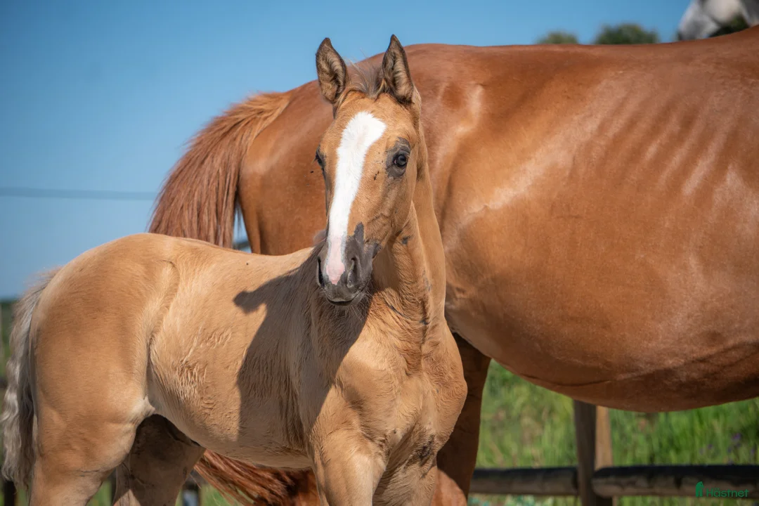 Avelshästar hästar till salu: 2-årssto lusowarmblood - Annons 2