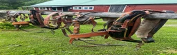 Körselar körning till salu: 2 st finnselar - Annons 1