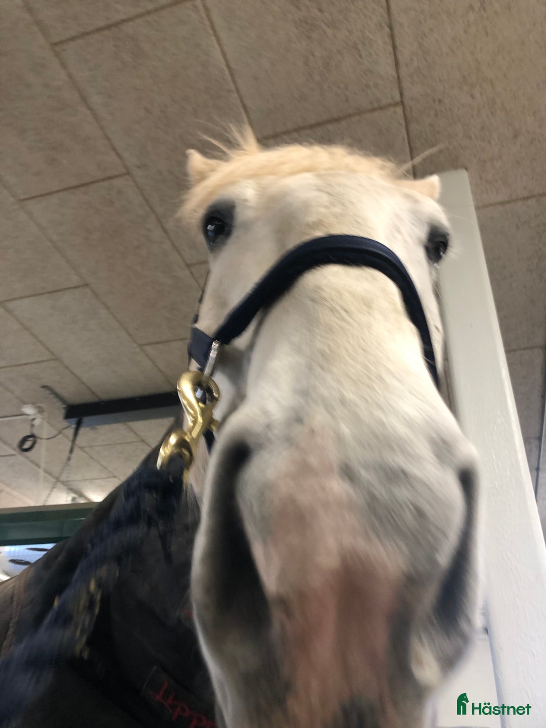  medryttarhäst sökes: Medryttare finnes! i Stora Levene - Annons 4