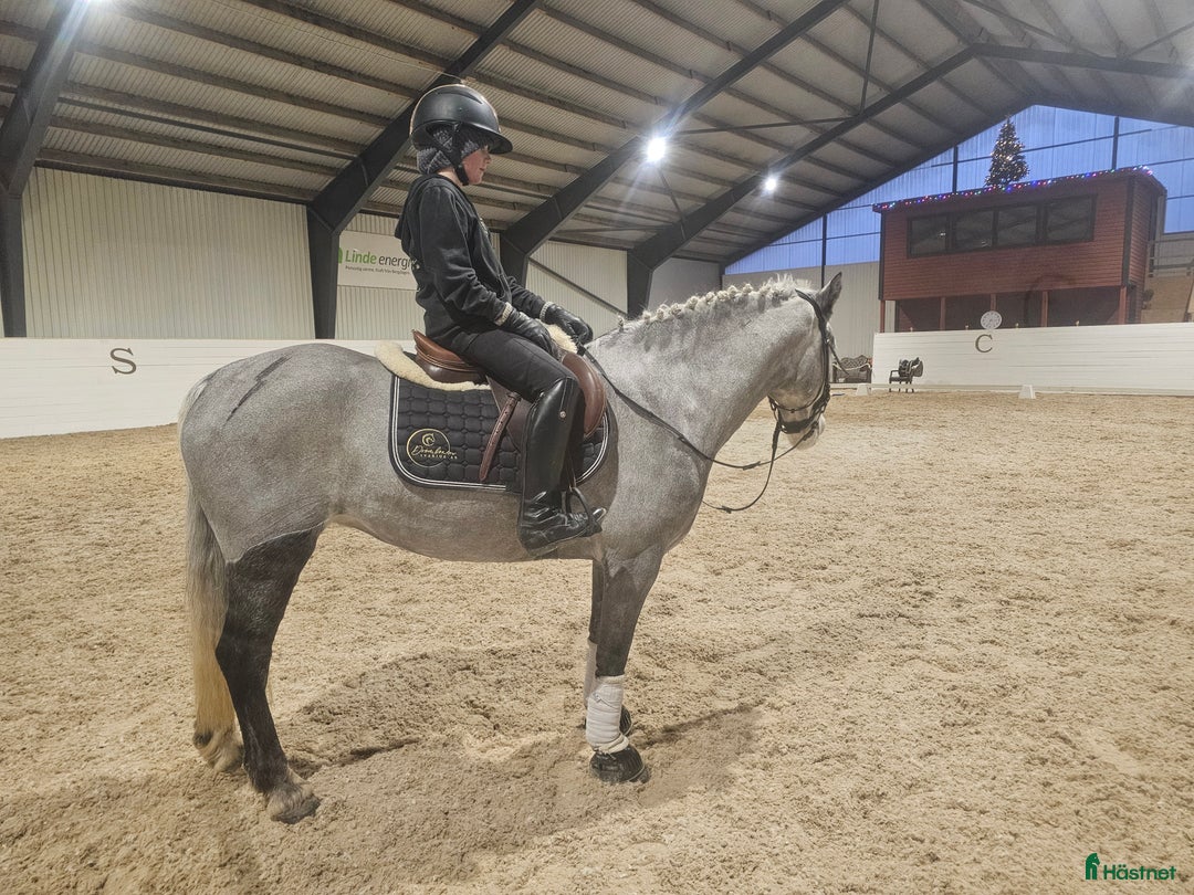 Allround hästar till salu: Drömponny! i Lindesberg - Annons 2