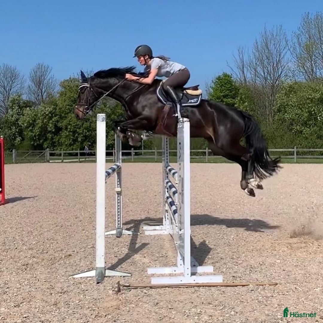  stallplats finnes: Boxplatser lediga utanför Vellinge🙂 i Vellinge - Bild 3
