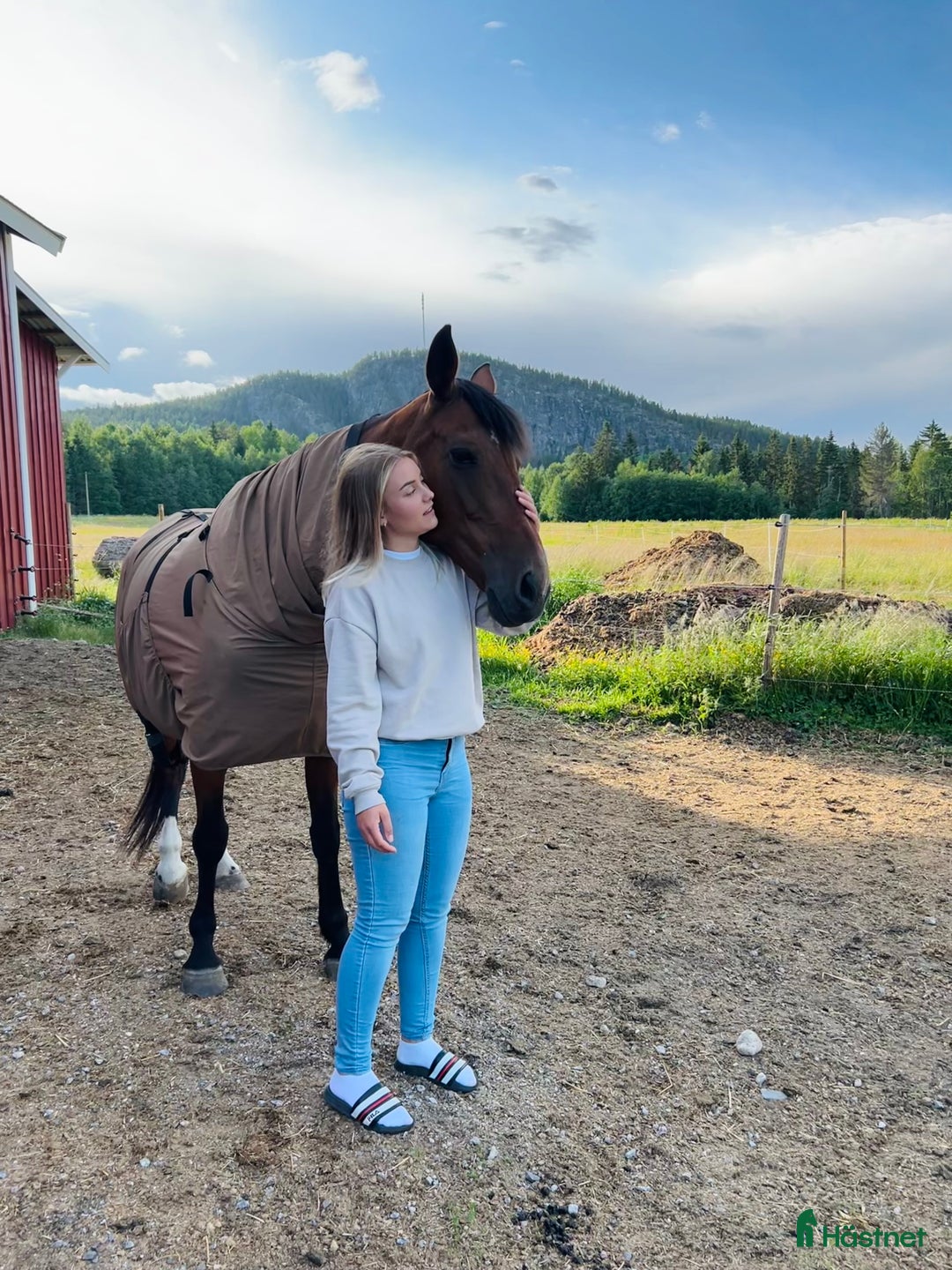 Allround hästar till salu: Snäll tjej söker nytt hem i Moliden - Annons 1