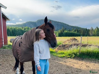 Allround hästar till salu: Snäll tjej söker nytt hem i Moliden - Annons 1